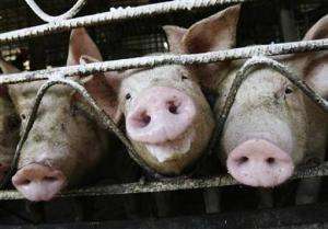 Swine Flu Was “Cultured In A Laboratory”