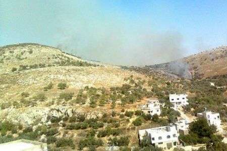 Israeli settlers torch Palestinian trees