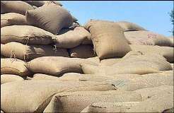 مہدی شاہ کے کھوکھلے دعوؤں کے باوجود گندم کی قیمت میں 700 روپے کا اضافہ