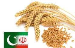 پاکستان اضافی گندم ایران کو برآمد کرے گا
