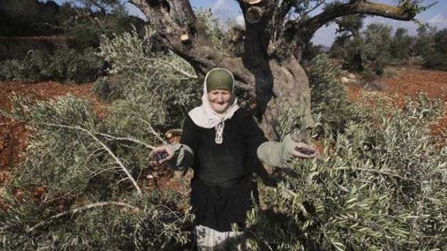 An elderly Palestinian woman holds olives collected from broken olive tree branches in the village of Qusra, West Bank.