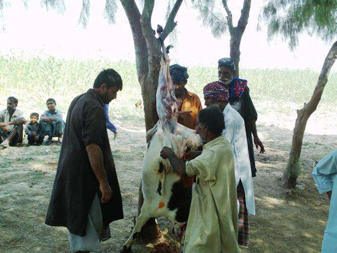 شیعہ علماء کونسل کی جانب سے سیلاب متاثرین میں گوشت کی تقسیم کی تصویری جھلکیاں