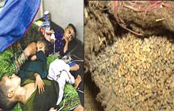تھر میں قحط متاثرین بھوکے مر رہے ہیں جبکہ گھوٹکی میں کیڑے ہزاروں من گندم کھا گئے