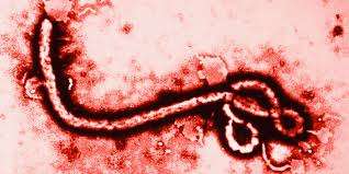 Ebola and the Five Stages of Collapse