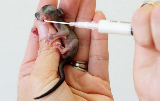 یک متخصص حیوانات مشغول غذا دادن به یک «شوگر گلایدر» تازه متولد شده در بیمارستان حیوانات در کوئینزلند استرالیاست. (REX)