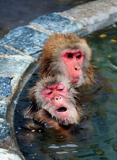 میمون های ماکاکو در یک چشمه آب گرم در هوکایدوی ژاپن مشغول آب تنی هستند. (Getty)