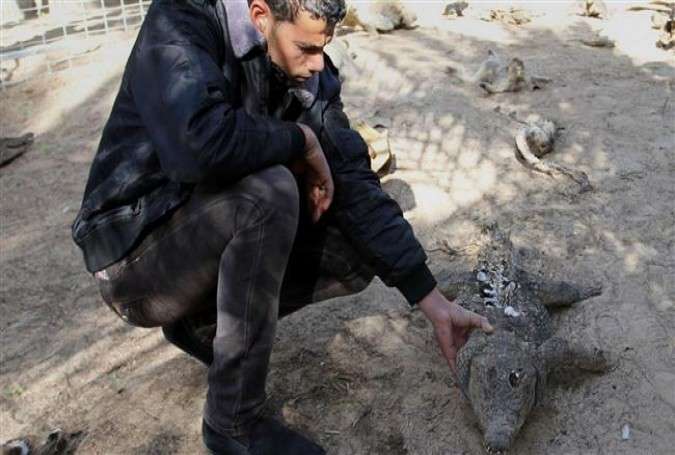 A Palestinian worker inspects dead animals in a zoo, in Khan Younis in the southern Gaza Strip