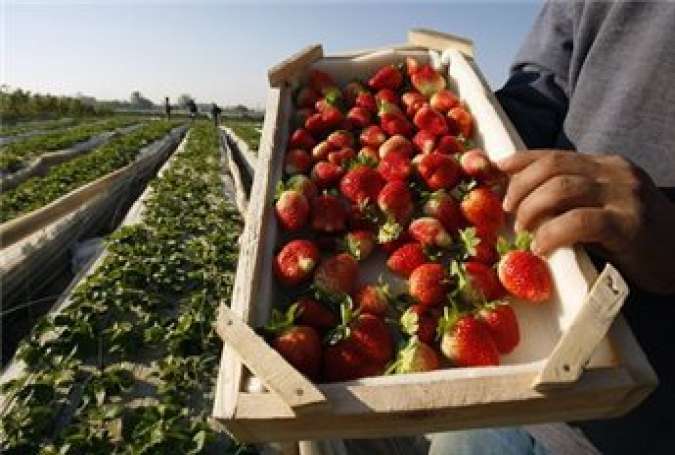A Palestinian labourer holds up a box of freshly picked strawberries on a farm in Beit Lahiya in the northern Gaza Strip