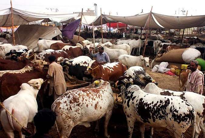 کراچی میں شہریوں نے جانوروں کی قربانی پر 30 ارب روپے خرچ کئے