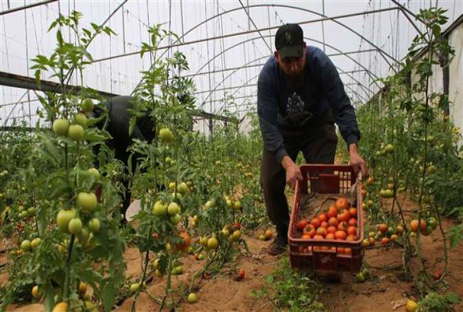 A Palestinian laborer picks tomatoes at a farm in the town of Rafah in the southern Gaza Strip on March 12, 2015.