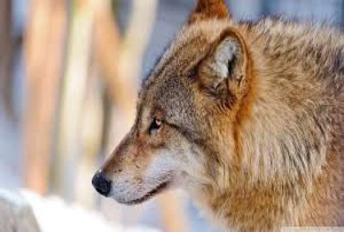 خیبر ایجنسی، جنگلی بھیڑیوں کے حملوں میں بچہ جاں بحق، دو افراد زخمی