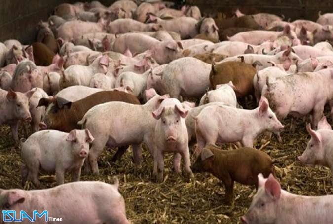 إنفلونزا الخنازير تقتل حوالي 1000 هندي في 8 شهور