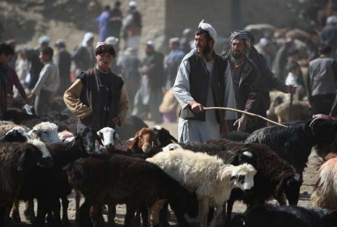 پاکستان نے افغانستان سے مویشی درآمد کرنیکی اجازت دیدی