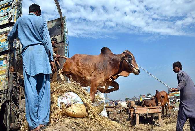 کراچی میں لٹیروں کا نیا ٹارگٹ قربانی کے جانور، بفرزون میں ملزمان زنجیر کاٹ کر بیل لے کر فرار ہوگئے