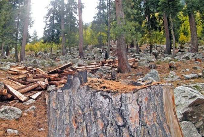 ایبٹ آباد، محکمہ جنگلات کی سرپرستی میں درختوں کی کٹائی جاری
