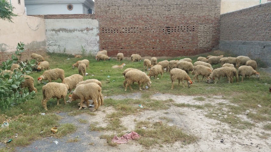 ڈیرہ اسماعیل خان میں شہید فاؤنڈیشن پاکستان کیجانب سے شہداء کے بچوں میں قربانی کے جانوروں کی تقسیم