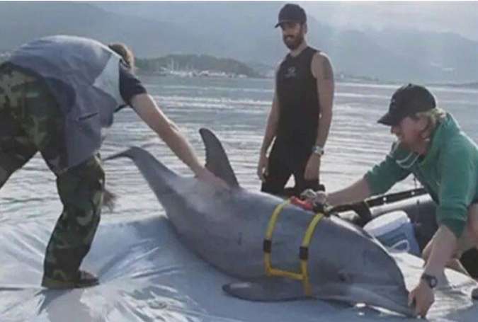 بکارگیری امنیتی دلفین‌ها توسط ارتش رژیمم صهیونیستی