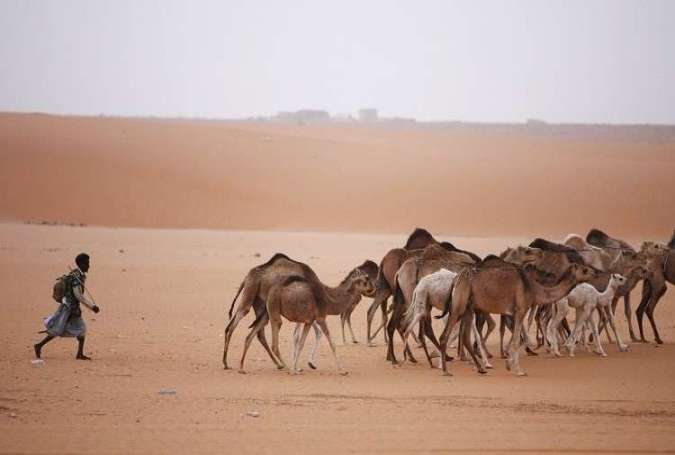 موريتانيا تسعى لجذب الاستثمارات إلى قطاع الثروة الحيوانية