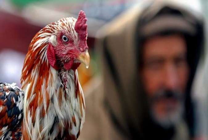 أفغانستان.. تسجيل إصابتين بفيروس إنفلونزا الطيور المعدي
