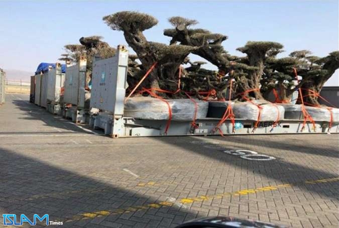 الامارات تسرق أشجار معمرة ونادرة من جزيرة سقطرى اليمنية