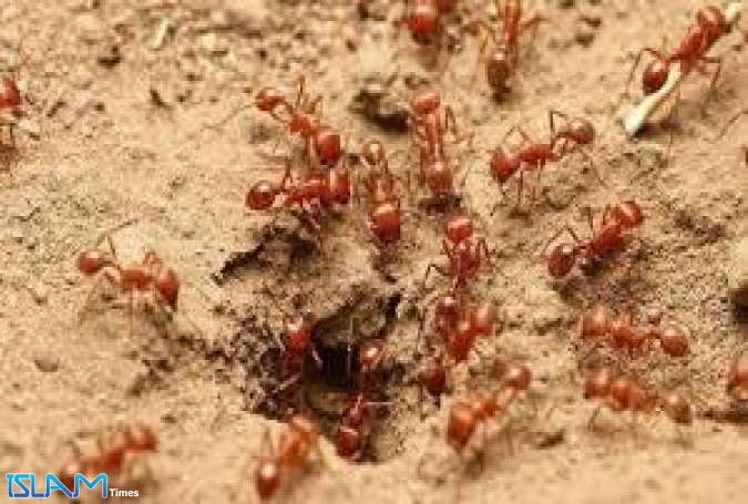 نمل خطير يهدد جيش الاحتلال