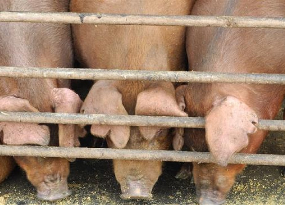 Duroc pigs feed on a small farm in Woodward, Iowa.jpg