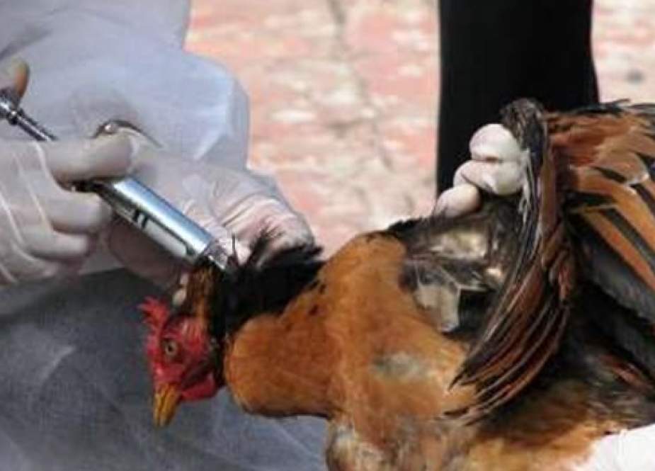 السعودية تعلن عن إصابة بإنفلونزا الطيور في الرياض