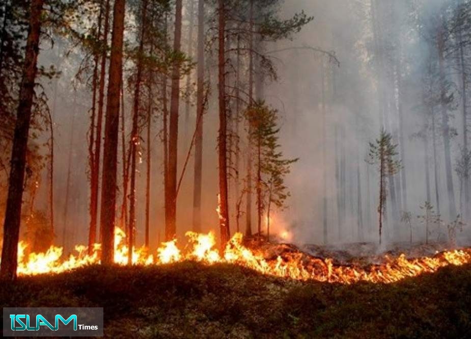 السويد تناشد الاتحاد الأوروبي بالتدخل لإخماد حرائق الغابات
