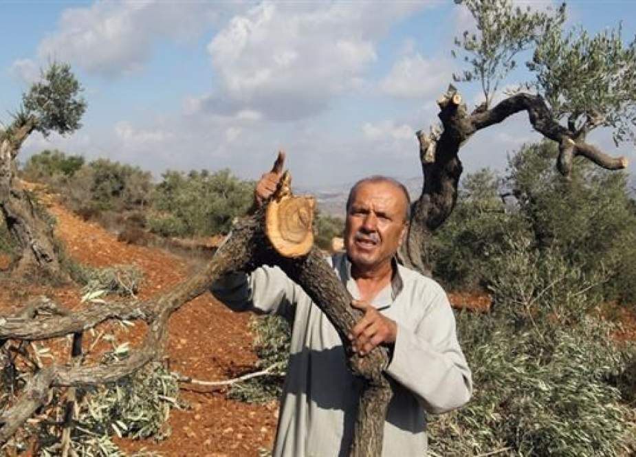 Pohon zaitun yang ditebang pemukim zionis
