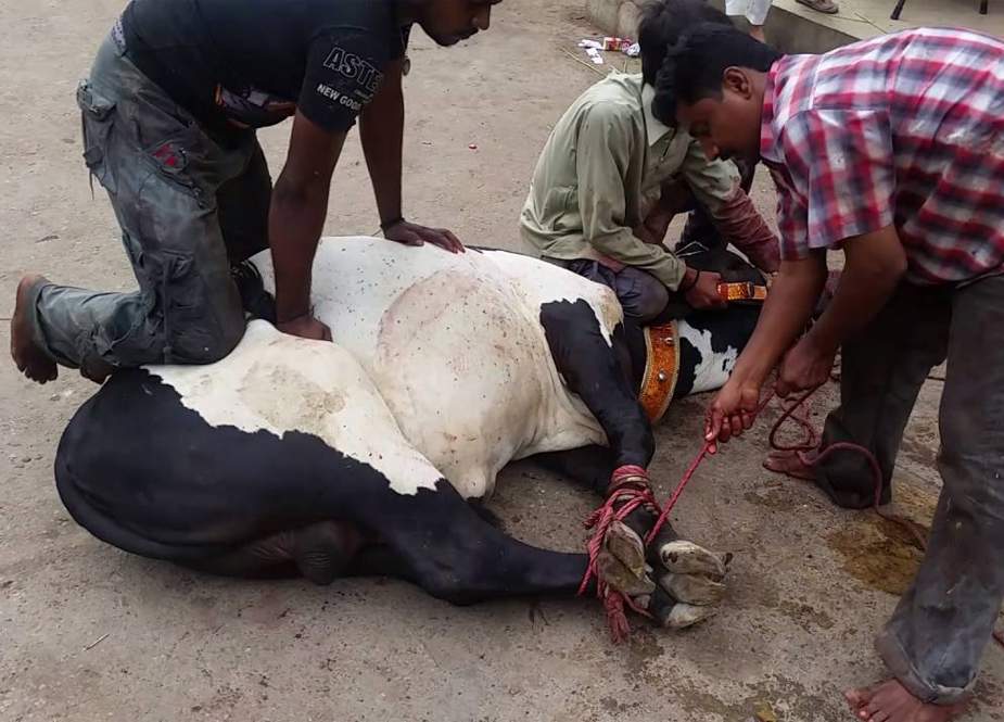 کراچی میں عیدالاضحٰی کے پہلے دن 10 لاکھ سے زائد جانوروں کی قربانی کی گئی