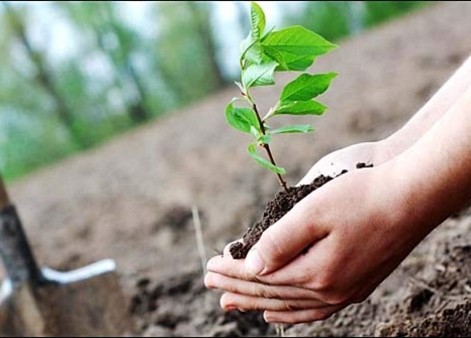 ماحولیاتی آلودگی، سوات کے شہریوں نے درخت لگانے کا بیڑا اُٹھا لیا