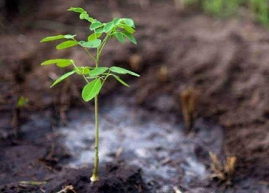 حکومت کی جانب سے ملک بھر میں شجرکاری مہم کا آغاز، 10 ارب پودے اگانے کا ہدف مقرر