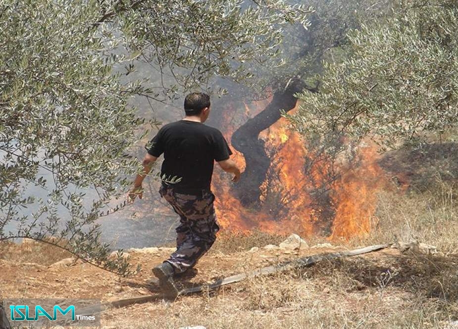 فلسطين...مستوطنون يحرقون 200 شجرة زيتون