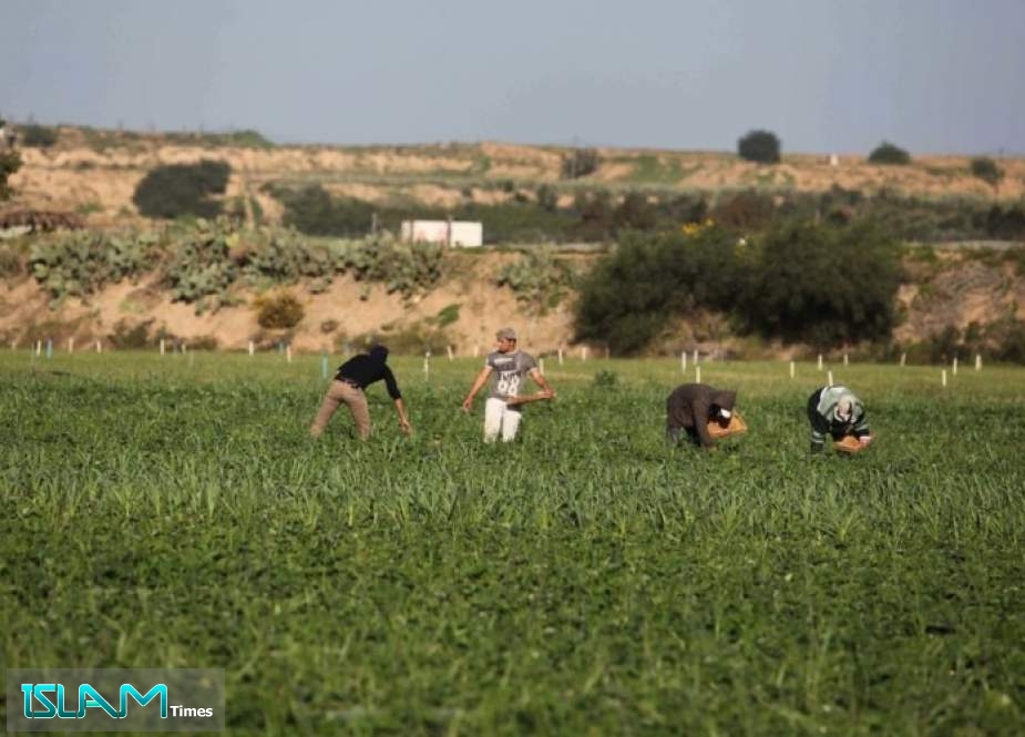 العدو ‘‘الاسرائيلي‘‘ يستهدف المزارعين الفلسطينيين شمال قطاع غزة