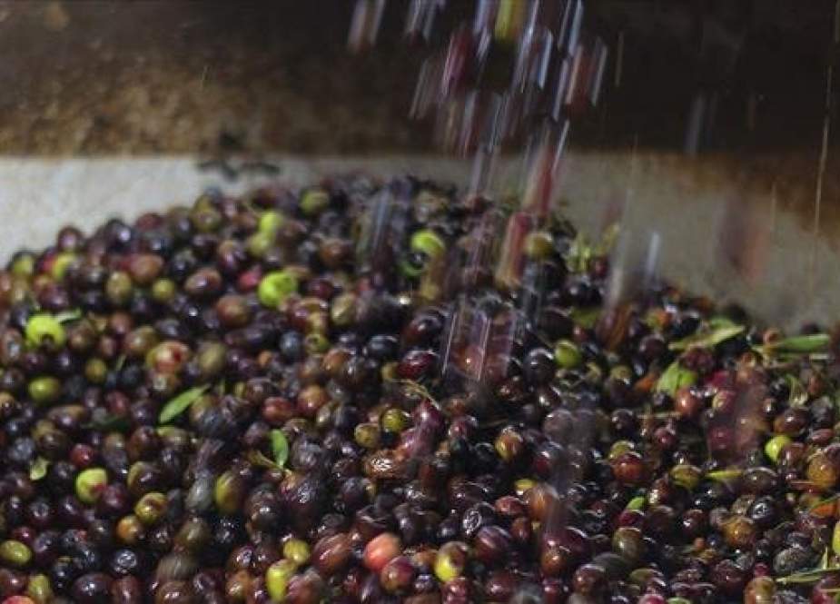 Olives poured into a grinding machine before being pressed into oil. (Photo Reuters)