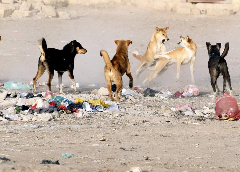 Yemen’s Rabid Dogs Eat Dead, Bite Living