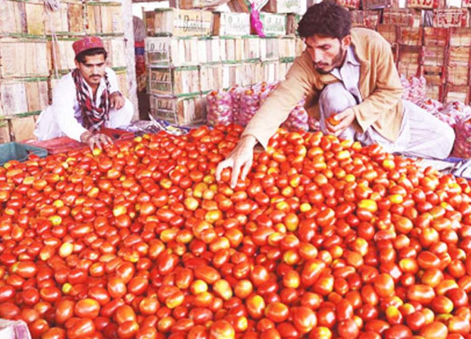 پشاور، ٹماٹر بحران میں شدت، قیمتیں خرید سے باہر