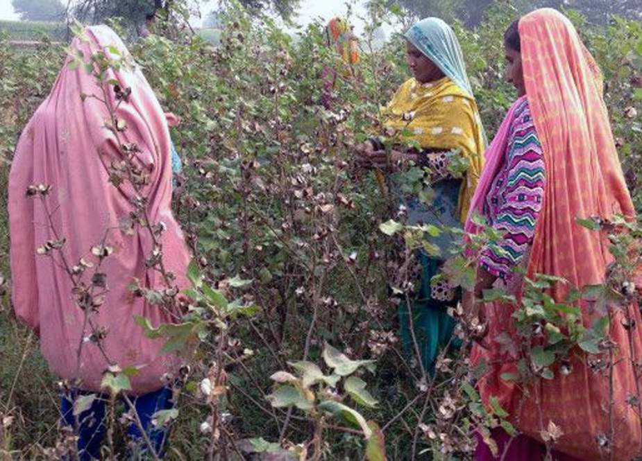 سندھ حکومت کا ”بینظیر عورت کسان پروگرام“ شروع کرنیکا فیصلہ