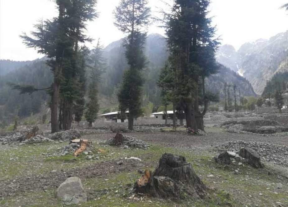 ملاکنڈ کے پہاڑی علاقوں میں پابندی کے باوجود درختوں کی کٹائی
