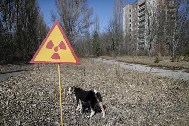 A dog in the abandoned city of Pripyat