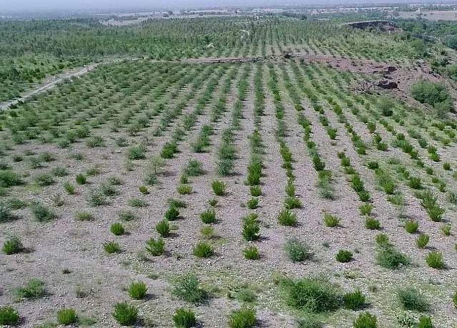 بلین ٹری سونامی، گلگت بلتستان میں 17کروڑ جبکہ آزاد کشمیر میں 70 کروڑ پودے لگائے جائینگے