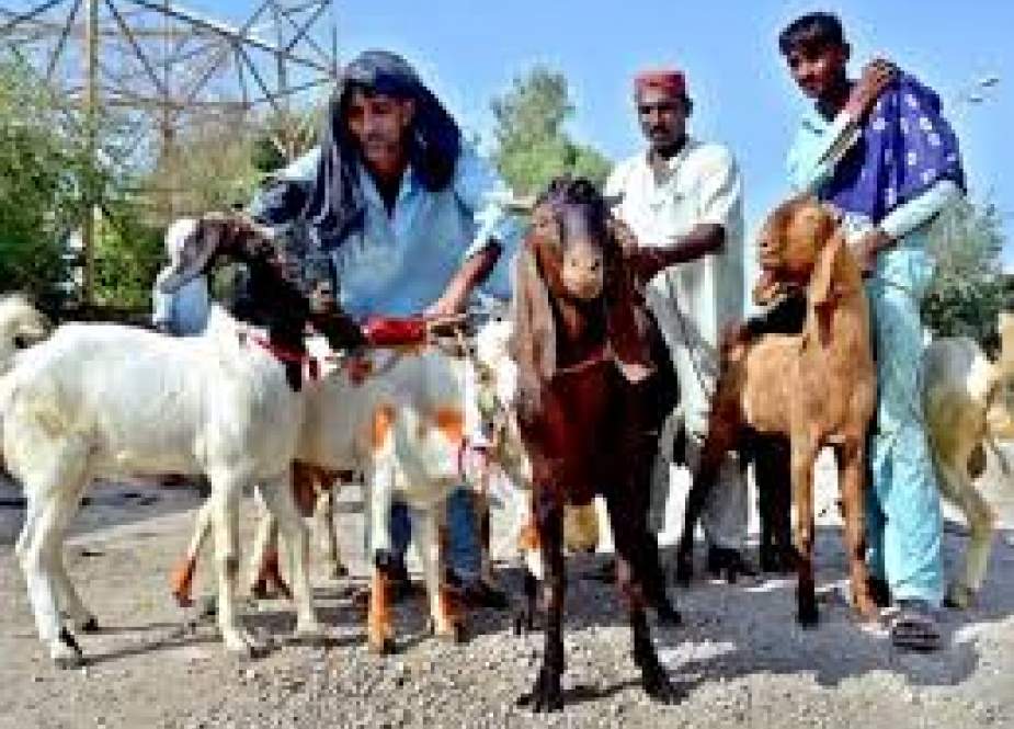 پشاور، سڑکوں پر مال مویشیوں کی خرید و فروخت پر پابندی عائد