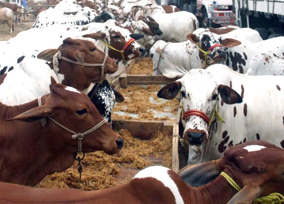 کراچی، قربانی کے جانوروں کی ایشیا میں سب سے بڑی مویشی منڈی تیار