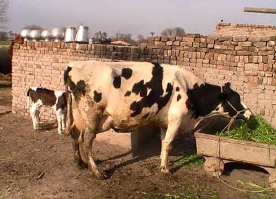 پاراچنار میں مویشیوں کی وبا پر مکمل طور پر قابو پا لیا گیا ہے، محکمہ لائیو سٹاک