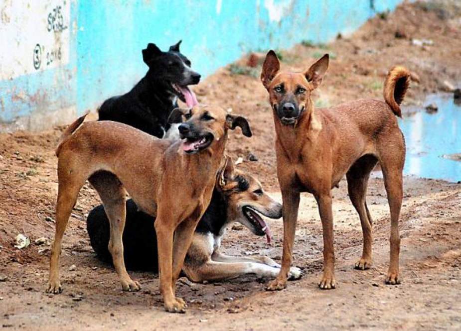 خیبر پختونخوا میں آوارہ کتوں کے کاٹنے کے واقعات میں اضافہ