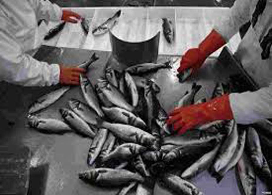 زرعی تحقیقاتی کونسل کا گلگت میں ماہی پروری کی جدید لیبارٹری کے قیام کا فیصلہ