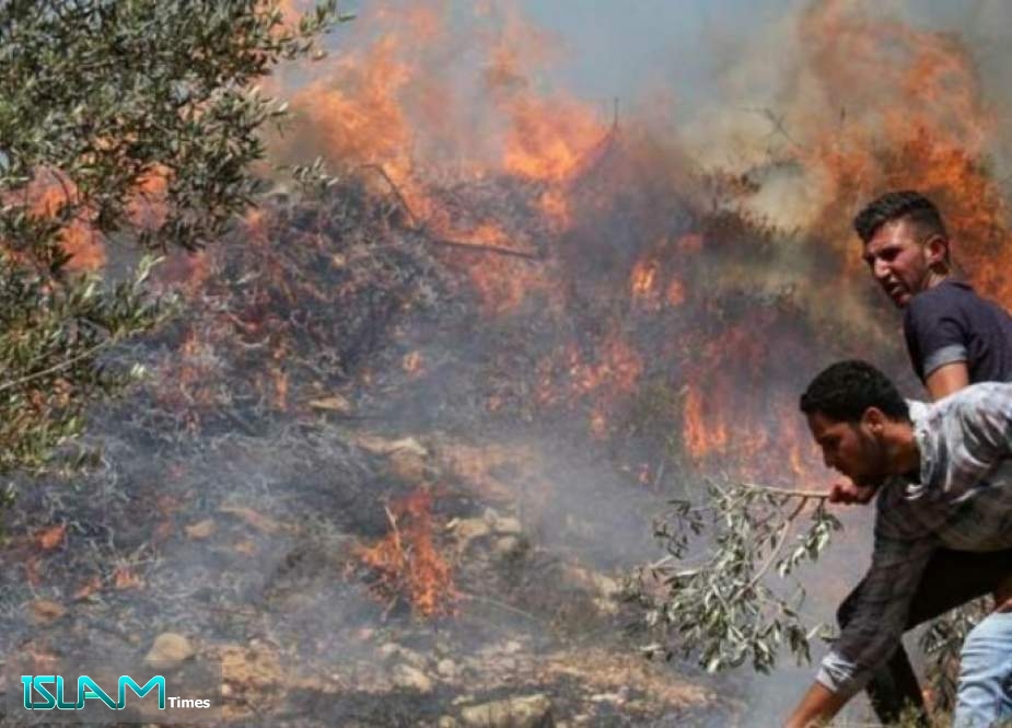 مستوطنون يحرقون 450 شجرة زيتون جنوب نابلس