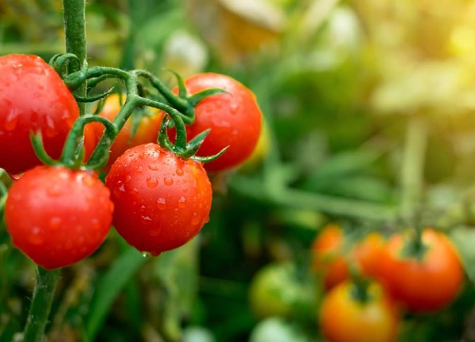 سبزیوں کی قلت، حکومت کا ایران سے ٹماٹر درآمد کرنے پر غور کا فیصلہ