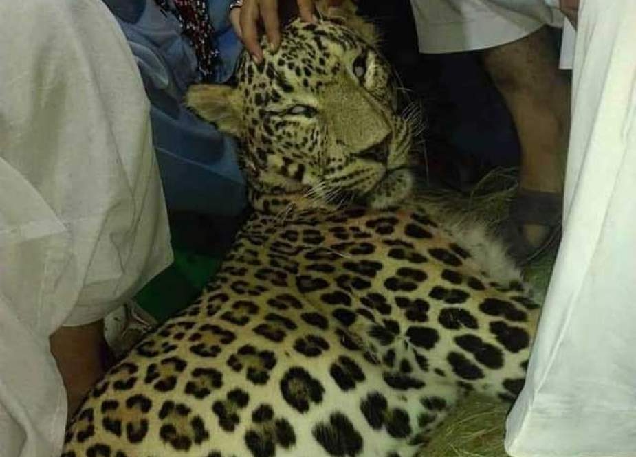 خیبر پختونخوا میں چیتے کی نسل کا تحفظ خطرے میں