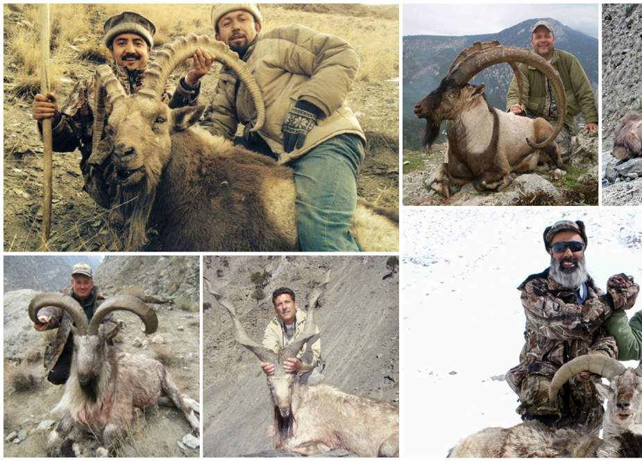 گلگت بلتستان میں مارخور سمیت 124 جنگلی جانوروں کے شکار کیلئے پرمٹ کی نیلامی